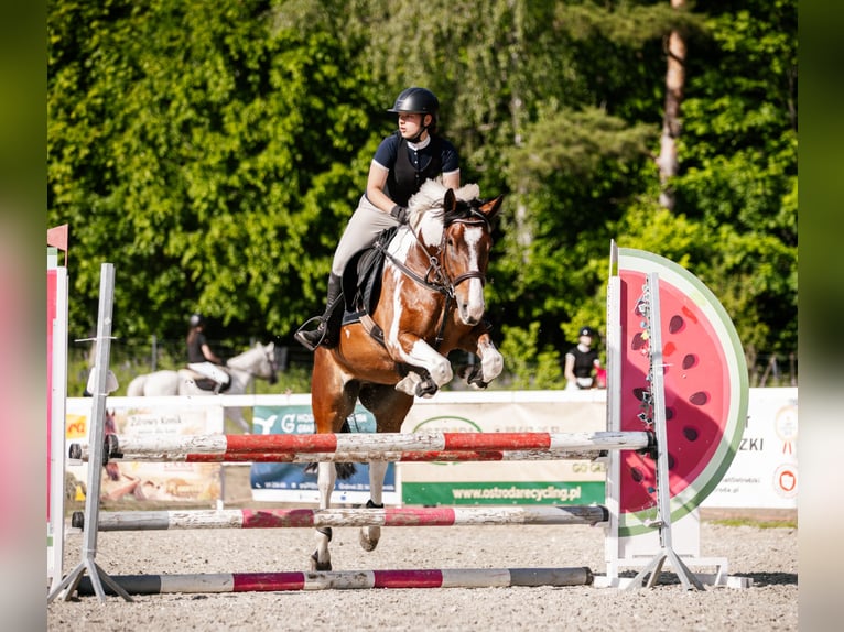 Weitere Ponys/Kleinpferde Mix Wallach 5 Jahre 148 cm Tigerschecke in Gietrzwałd