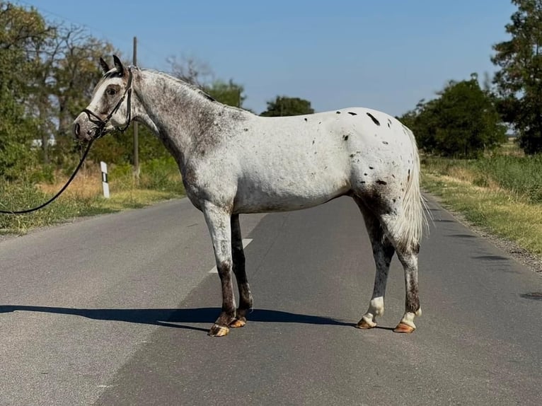 Weitere Ponys/Kleinpferde Wallach 5 Jahre 149 cm Tigerschecke in B&#xE9;k&#xE9;scsaba