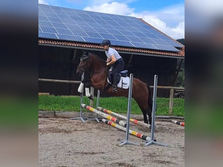 Weitere Ponys/Kleinpferde Wallach 5 Jahre 150 cm Brauner in Wellheim