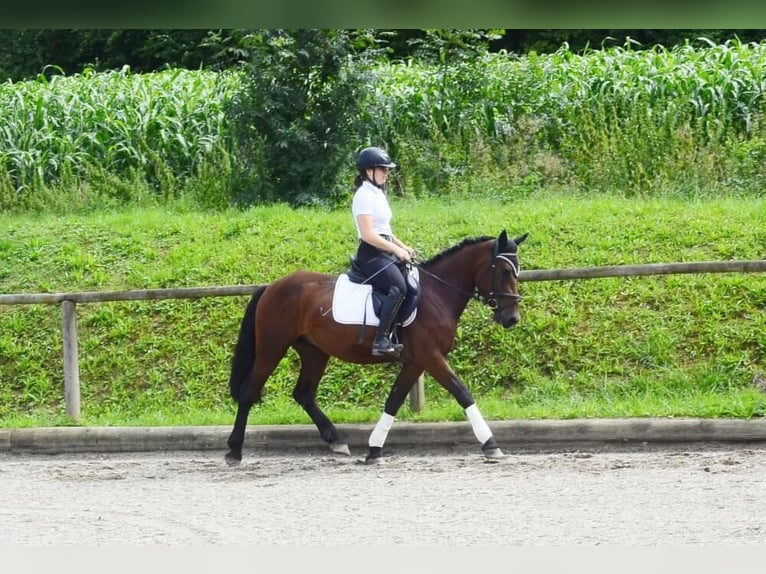 Weitere Ponys/Kleinpferde Wallach 5 Jahre 150 cm Brauner in Wellheim
