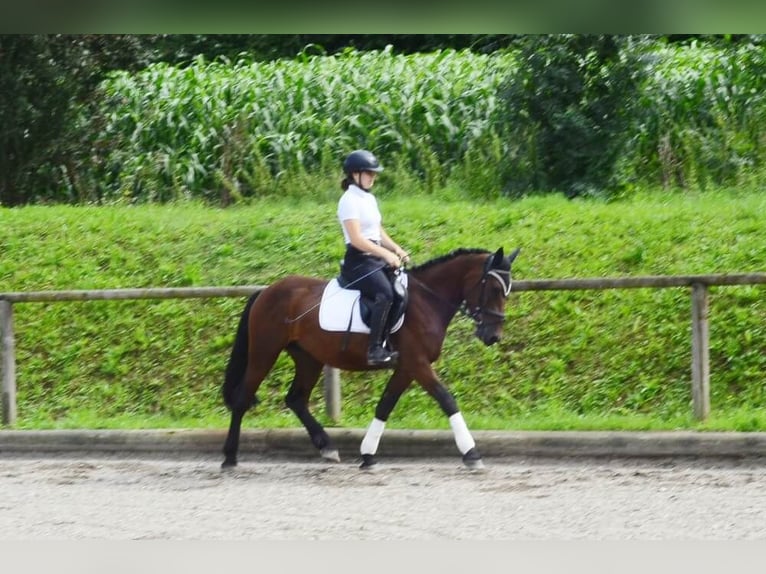 Weitere Ponys/Kleinpferde Wallach 5 Jahre 150 cm Brauner in Wellheim