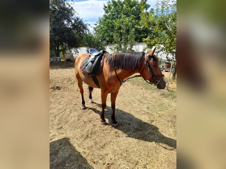 Weitere Ponys/Kleinpferde Mix Wallach 5 Jahre 150 cm Brauner in Bad Saulgau