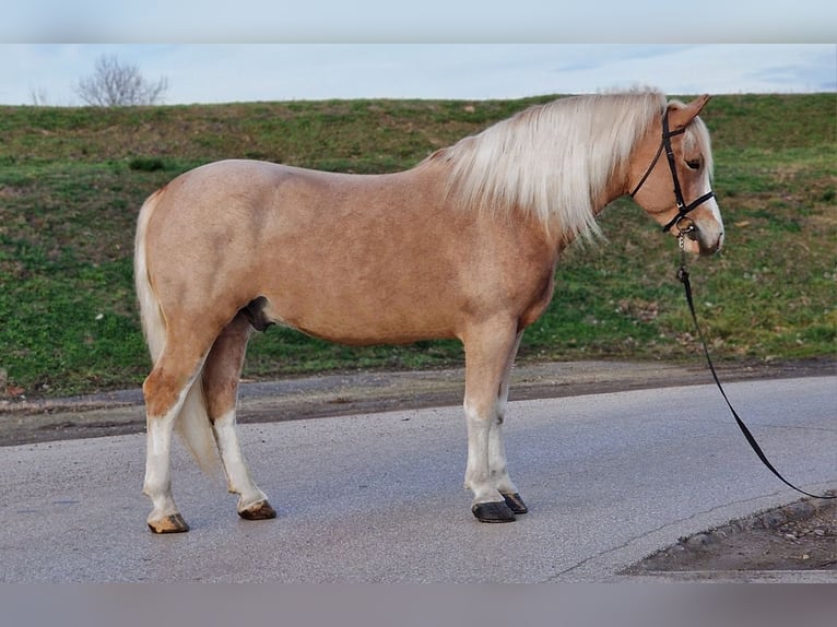 Weitere Ponys/Kleinpferde Wallach 5 Jahre 150 cm Fuchs in Rechnitz