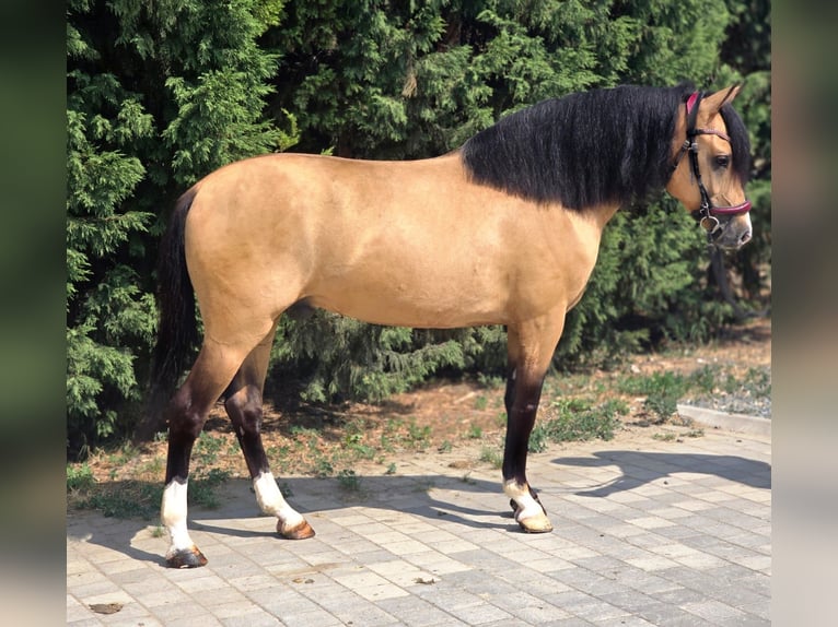 Weitere Ponys/Kleinpferde Wallach 5 Jahre 150 cm Palomino in B&#xE9;k&#xE9;scsaba