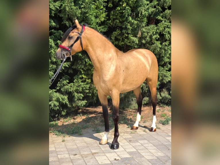Weitere Ponys/Kleinpferde Wallach 5 Jahre 150 cm Palomino in B&#xE9;k&#xE9;scsaba
