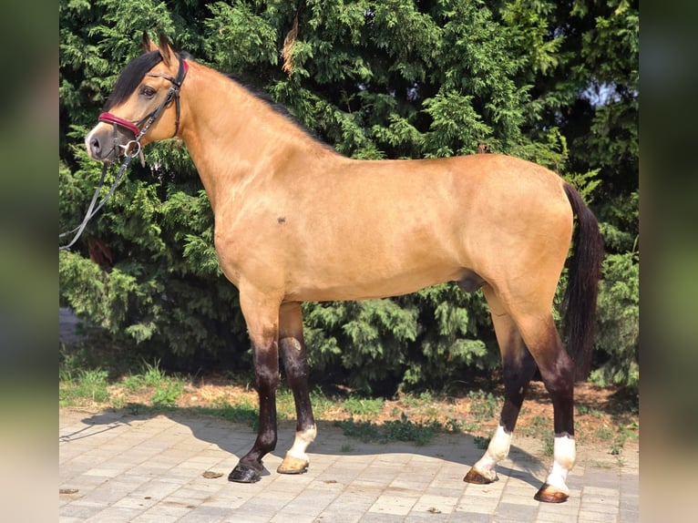Weitere Ponys/Kleinpferde Wallach 5 Jahre 150 cm Palomino in B&#xE9;k&#xE9;scsaba