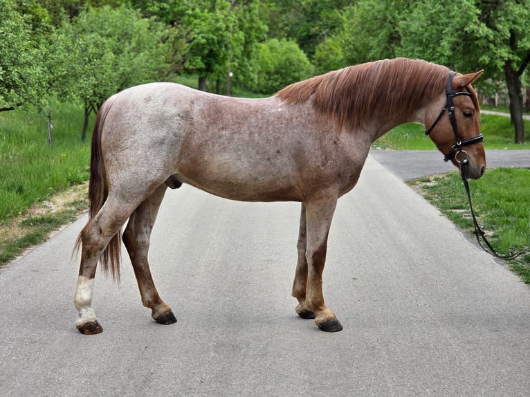 Weitere Ponys/Kleinpferde Wallach 5 Jahre 150 cm Roan-Red in Neu Gaarz