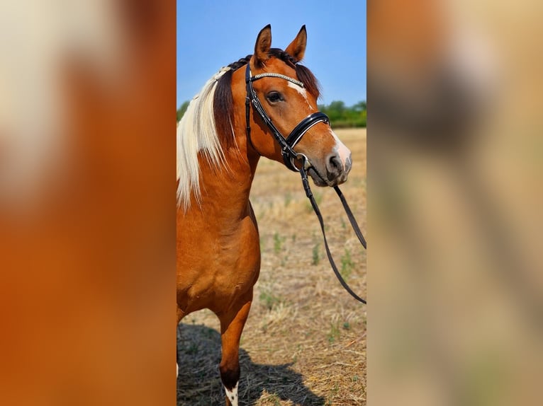 Weitere Ponys/Kleinpferde Wallach 5 Jahre 150 cm Schecke in Rechnitz