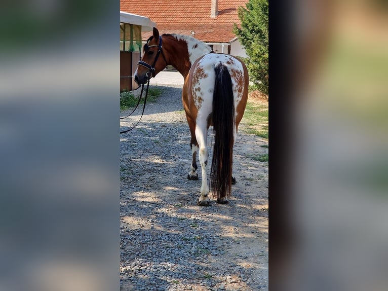 Weitere Ponys/Kleinpferde Wallach 5 Jahre 150 cm Schecke in Rechnitz