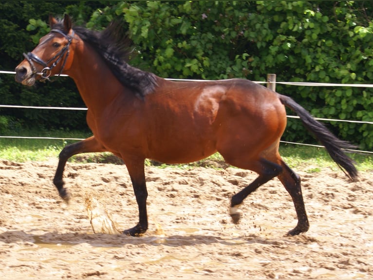 Weitere Ponys/Kleinpferde Wallach 5 Jahre 152 cm Brauner in Velpke