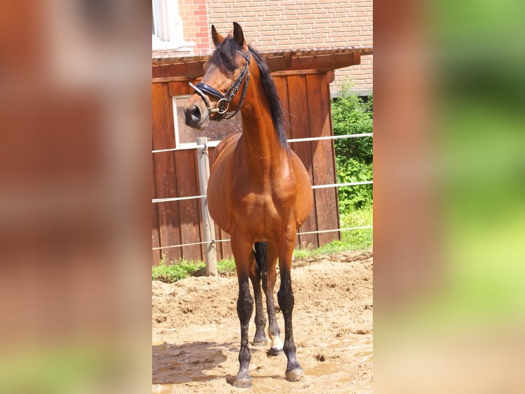 Weitere Ponys/Kleinpferde Wallach 5 Jahre 152 cm Brauner in Velpke