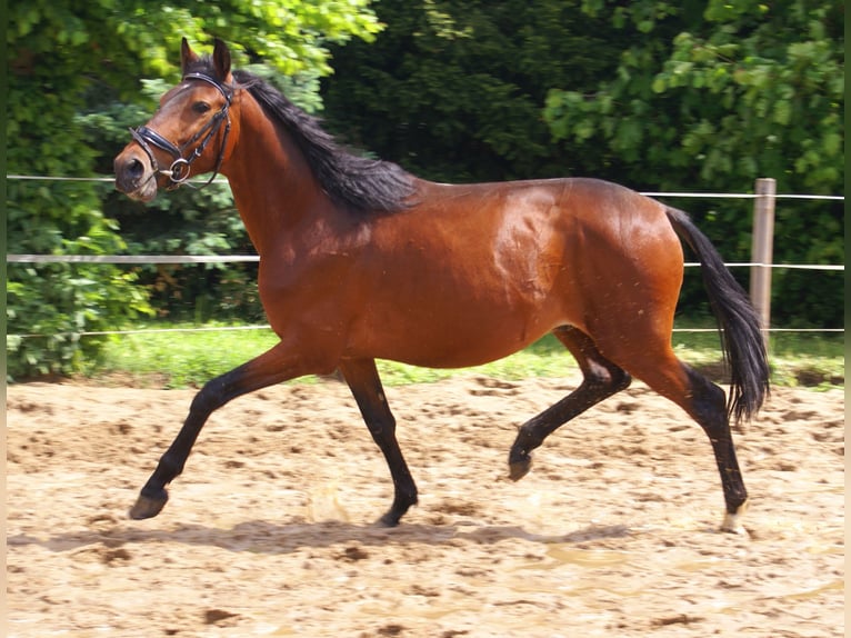Weitere Ponys/Kleinpferde Wallach 5 Jahre 152 cm Brauner in Velpke