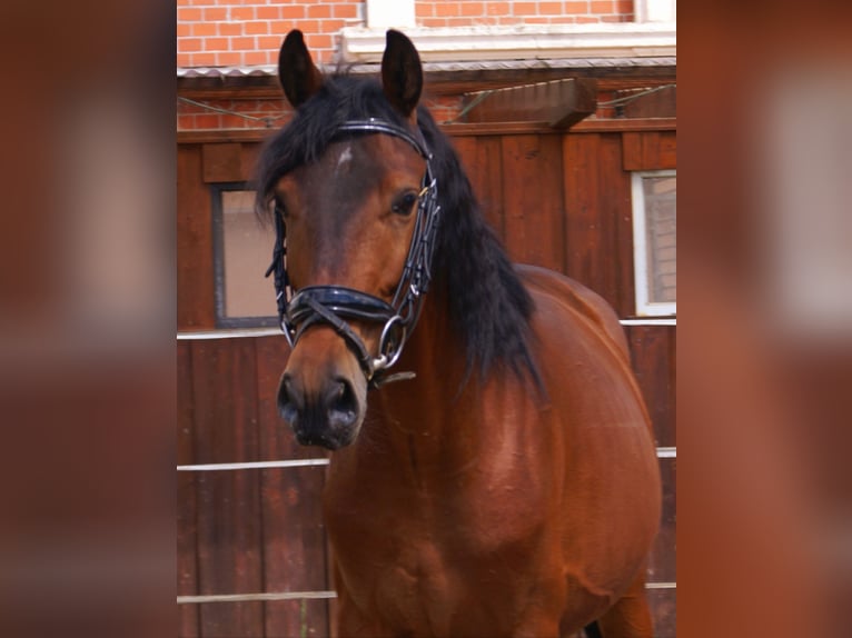 Weitere Ponys/Kleinpferde Wallach 5 Jahre 152 cm Brauner in Velpke