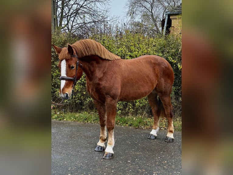 Weitere Ponys/Kleinpferde Wallach 5 Jahre 152 cm Brauner in Debrecen