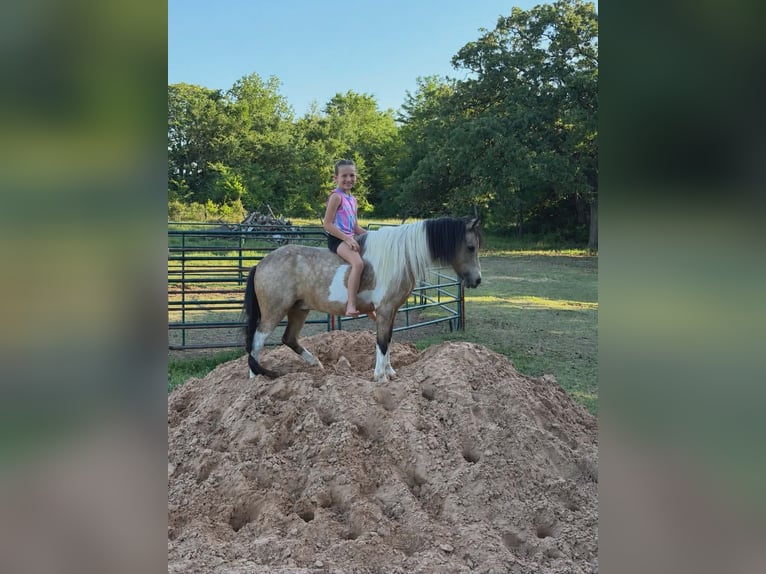 Weitere Ponys/Kleinpferde Wallach 5 Jahre 152 cm Schecke in Whitesboro