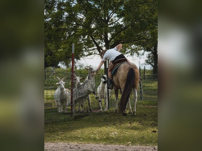 Weitere Ponys/Kleinpferde Wallach 5 Jahre 152 cm Schecke in Whitesboro