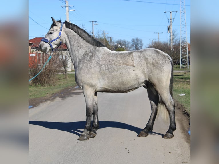 Weitere Ponys/Kleinpferde Wallach 5 Jahre 153 cm Schimmel in Békés