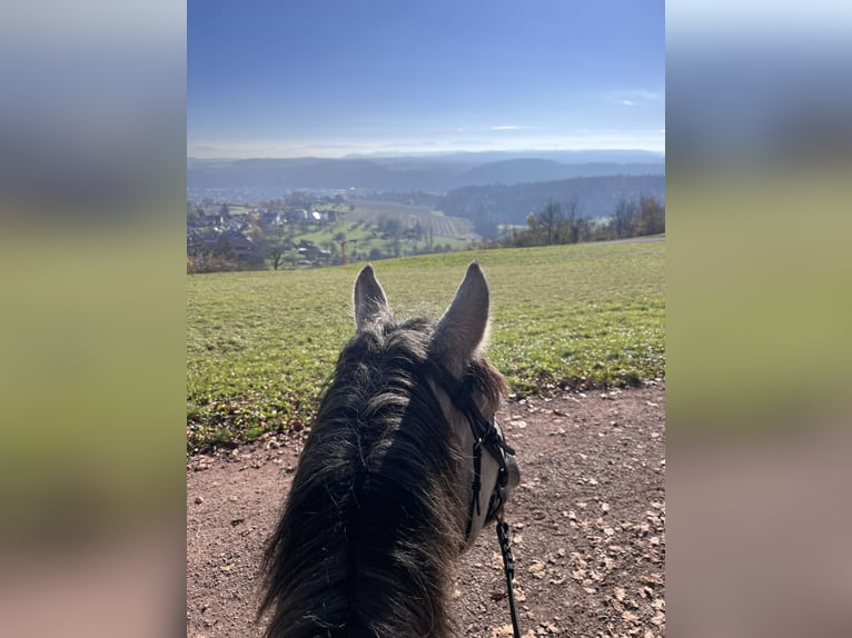 Weitere Ponys/Kleinpferde Mix Wallach 5 Jahre 154 cm Apfelschimmel in Schopfheim