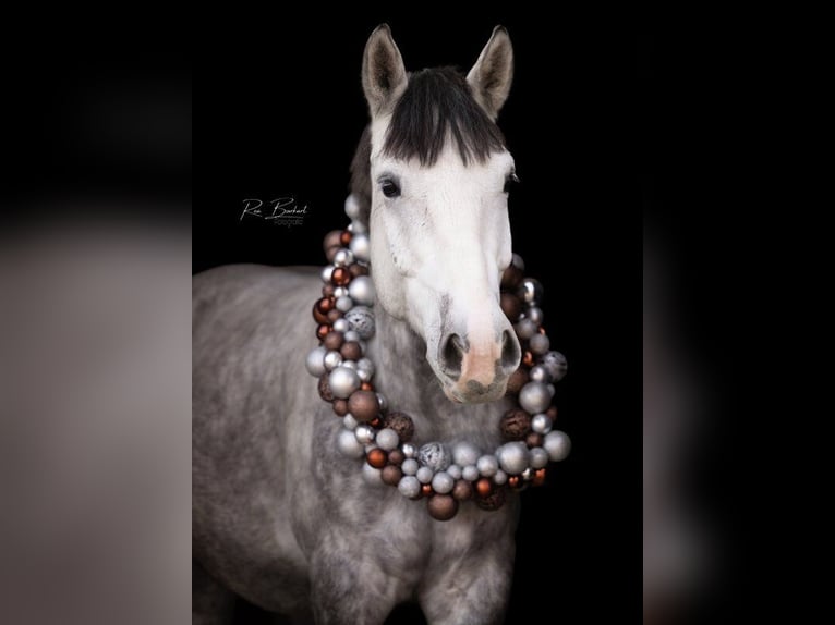 Weitere Ponys/Kleinpferde Mix Wallach 5 Jahre 154 cm Apfelschimmel in Schopfheim