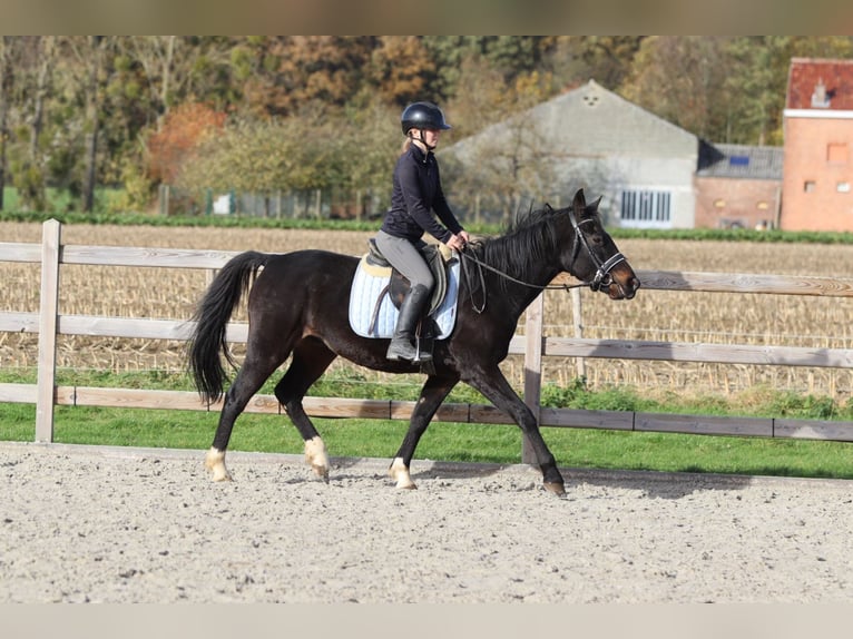 Weitere Ponys/Kleinpferde Wallach 5 Jahre 154 cm Rappe in Bogaarden