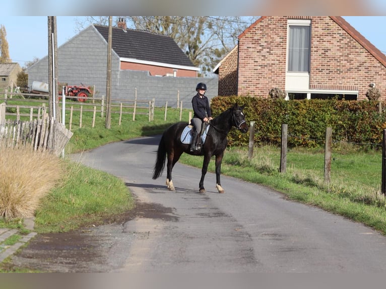 Weitere Ponys/Kleinpferde Wallach 5 Jahre 154 cm Rappe in Bogaarden
