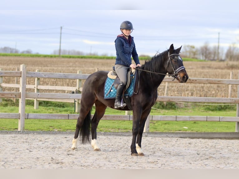 Weitere Ponys/Kleinpferde Wallach 5 Jahre 154 cm Rappe in Bogaarden