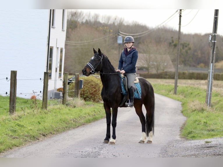 Weitere Ponys/Kleinpferde Wallach 5 Jahre 154 cm Rappe in Bogaarden