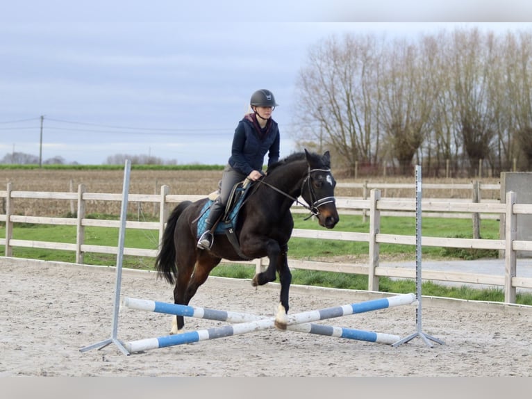 Weitere Ponys/Kleinpferde Wallach 5 Jahre 154 cm Rappe in Bogaarden