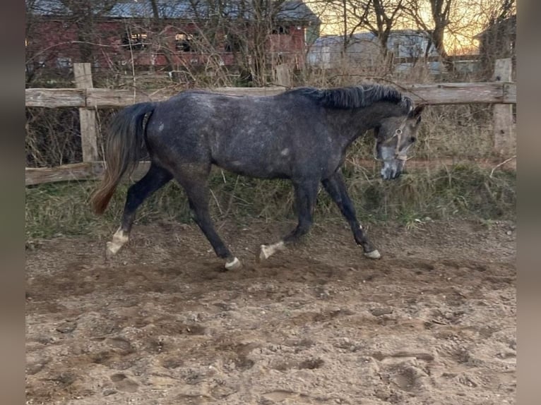 Weitere Ponys/Kleinpferde Wallach 5 Jahre 154 cm  in Rickling
