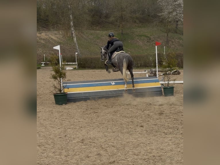 Weitere Ponys/Kleinpferde Wallach 5 Jahre 154 cm  in Rickling