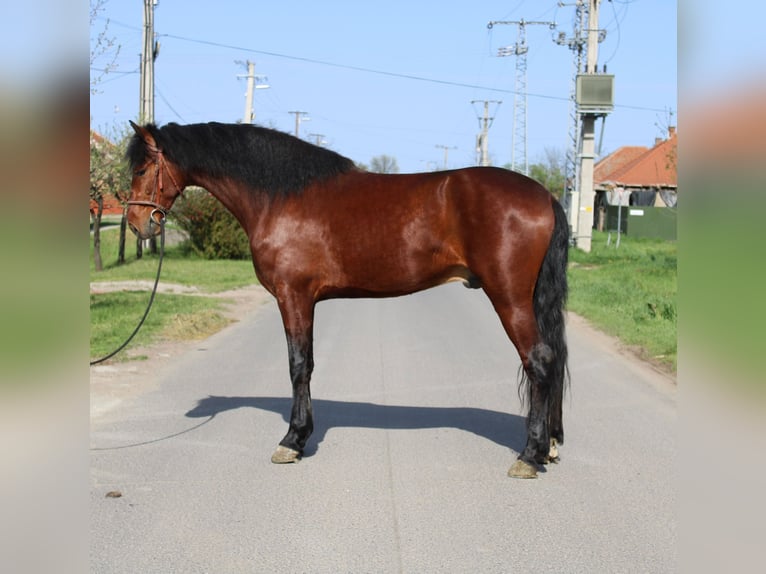 Weitere Ponys/Kleinpferde Wallach 5 Jahre 155 cm Brauner in B&#xE9;k&#xE9;s
