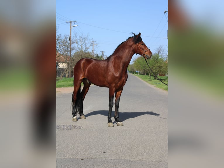 Weitere Ponys/Kleinpferde Wallach 5 Jahre 155 cm Brauner in B&#xE9;k&#xE9;s