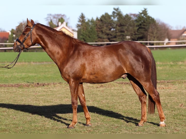 Weitere Ponys/Kleinpferde Mix Wallach 5 Jahre 155 cm Fuchs in Dortmund
