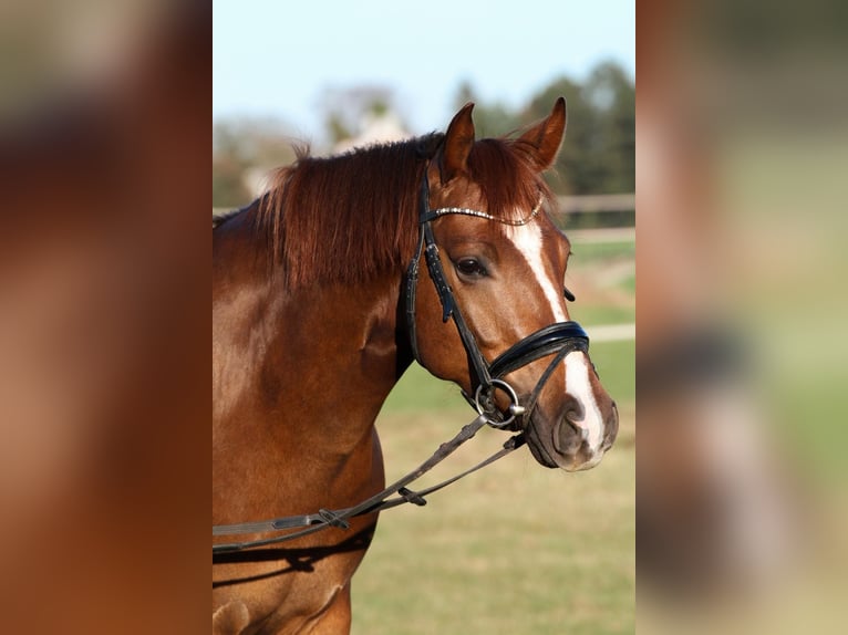 Weitere Ponys/Kleinpferde Mix Wallach 5 Jahre 155 cm Fuchs in Dortmund