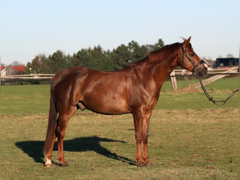 Weitere Ponys/Kleinpferde Mix Wallach 5 Jahre 155 cm Fuchs in Dortmund