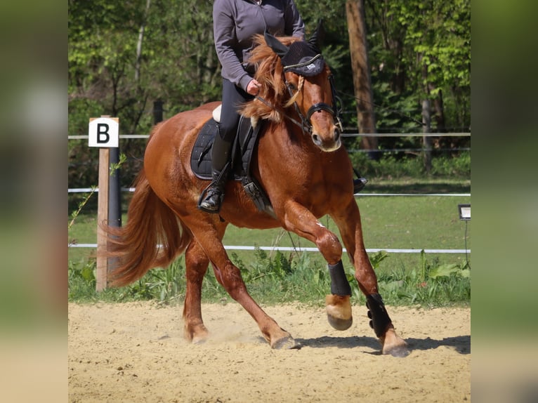 Weitere Ponys/Kleinpferde Mix Wallach 5 Jahre 155 cm Fuchs in Neuenkirchen