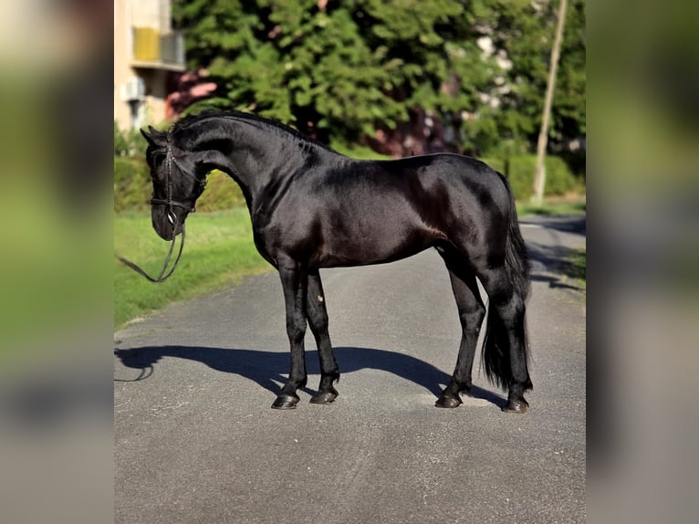 Weitere Ponys/Kleinpferde Wallach 5 Jahre 155 cm Rappe in B&#xE9;k&#xE9;scsaba