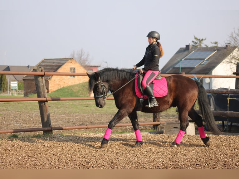 Weitere Ponys/Kleinpferde Mix Wallach 5 Jahre 155 cm Rappe in Hohenruppersddorf