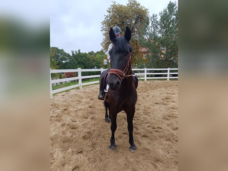 Weitere Ponys/Kleinpferde Wallach 5 Jahre 156 cm Rappe in Neu Gaarz