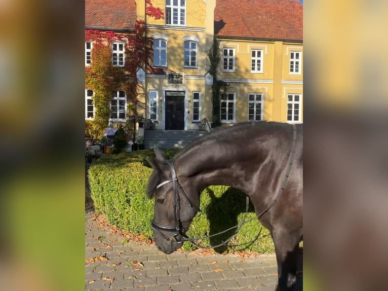 Weitere Ponys/Kleinpferde Wallach 5 Jahre 156 cm Rappe in Neu Gaarz