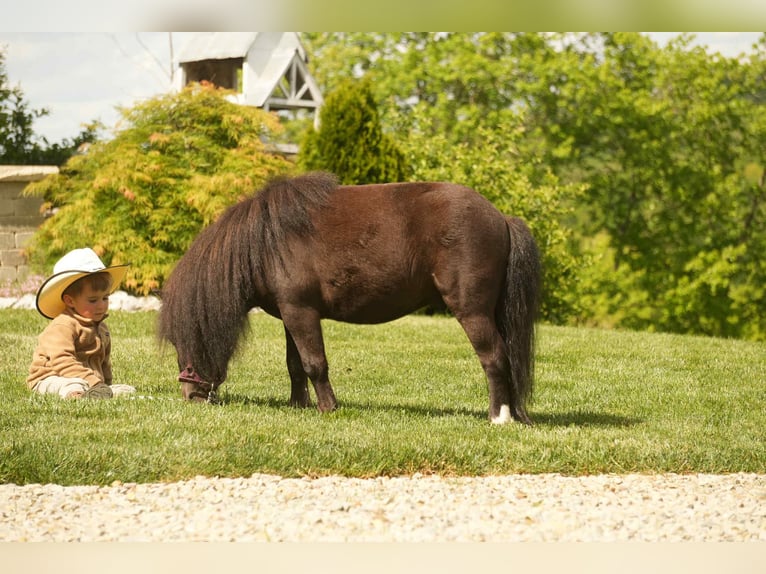 Weitere Ponys/Kleinpferde Wallach 5 Jahre 81 cm Rappe in Fresno, OH