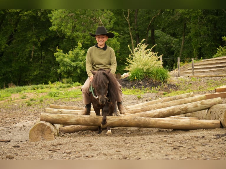 Weitere Ponys/Kleinpferde Wallach 5 Jahre 81 cm Rappe in Fresno, OH