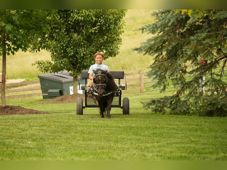 Weitere Ponys/Kleinpferde Wallach 5 Jahre 81 cm Rappe in Fresno, OH