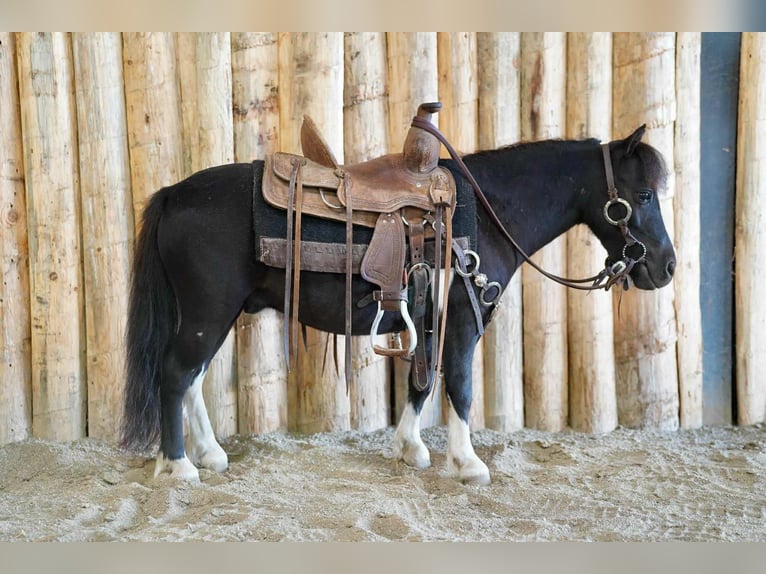 Weitere Ponys/Kleinpferde Wallach 5 Jahre 81 cm Schecke in Corsica