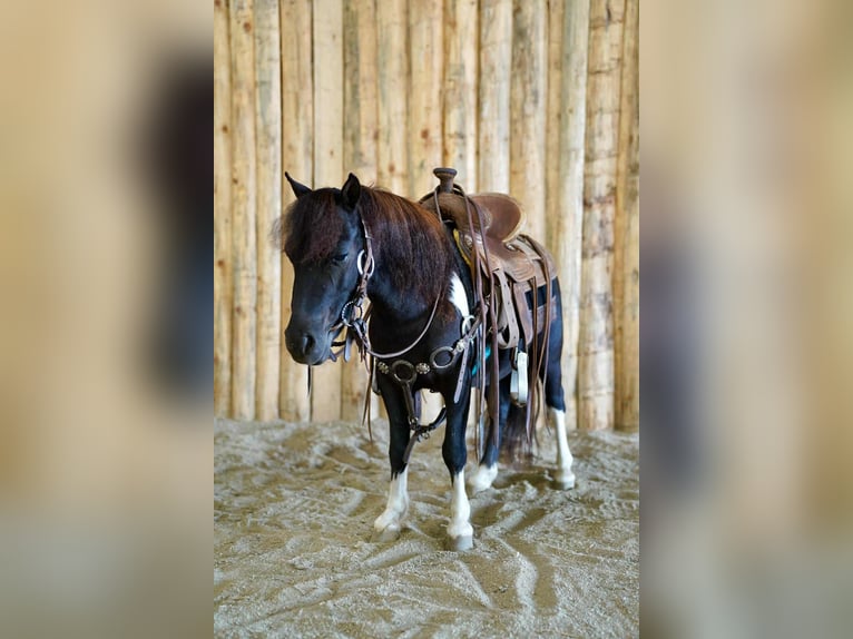 Weitere Ponys/Kleinpferde Wallach 5 Jahre 81 cm Schecke in Corsica