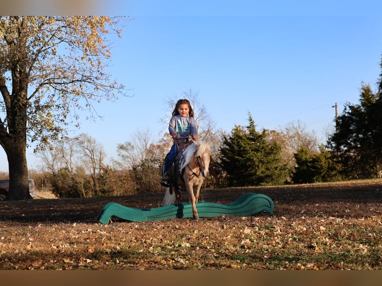 Weitere Ponys/Kleinpferde Wallach 5 Jahre 86 cm Palomino in Sedalia