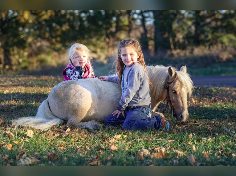 Weitere Ponys/Kleinpferde Wallach 5 Jahre 86 cm Palomino in Sedalia