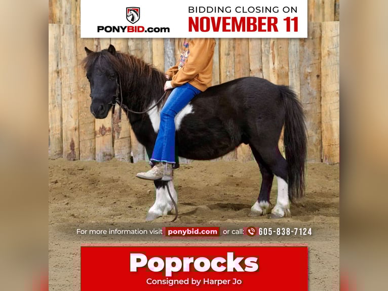 Weitere Ponys/Kleinpferde Wallach 5 Jahre 86 cm Schecke in Corsica