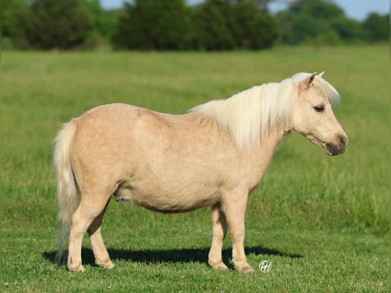 Weitere Ponys/Kleinpferde Wallach 5 Jahre 89 cm Palomino in Buffalo