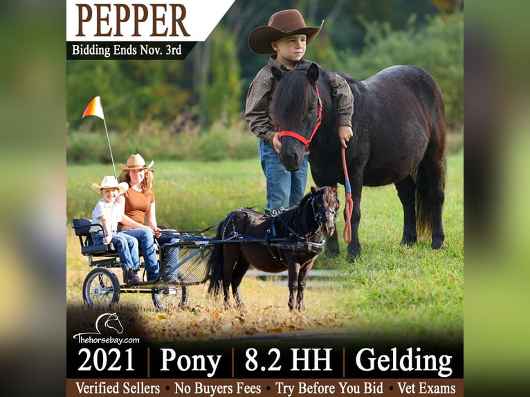 Weitere Ponys/Kleinpferde Wallach 5 Jahre 89 cm Rappe in Wappingers Falls, NY